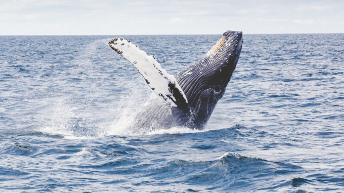 Satoshi-Era Bitcoin Whale Moves $11 Million After Sleeping for 12 Years